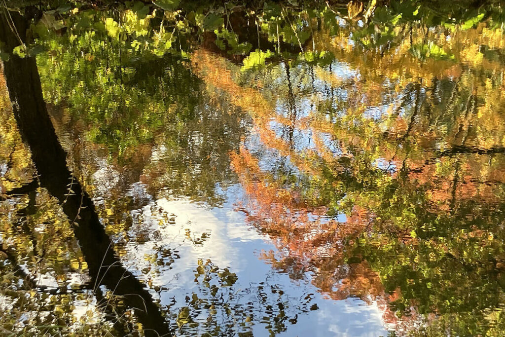 Réflexion d'arbres dans l'eau symbolisant la gestion émotionnelle et le bien-être grâce à l'olfactothérapie